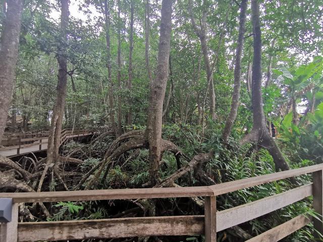 Photo of Sabandar Mangrove Park - Tuaran, Sabah, Malaysia