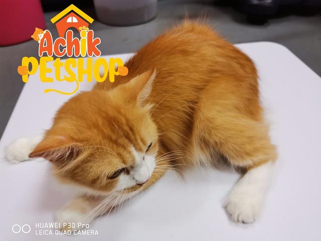 Photo of ACHIK PETSHOP - Sandakan, Sabah, Malaysia