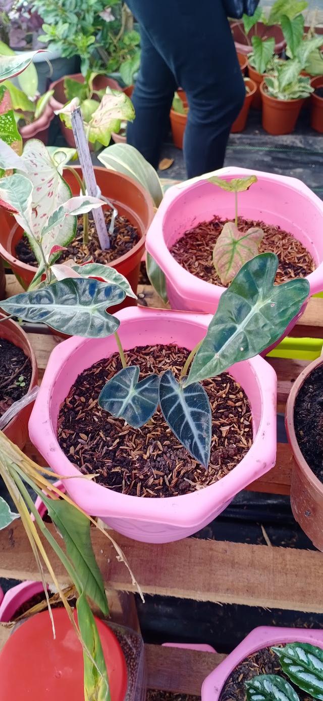 Photo of Keypahu Garden - Tuaran, Sabah, Malaysia