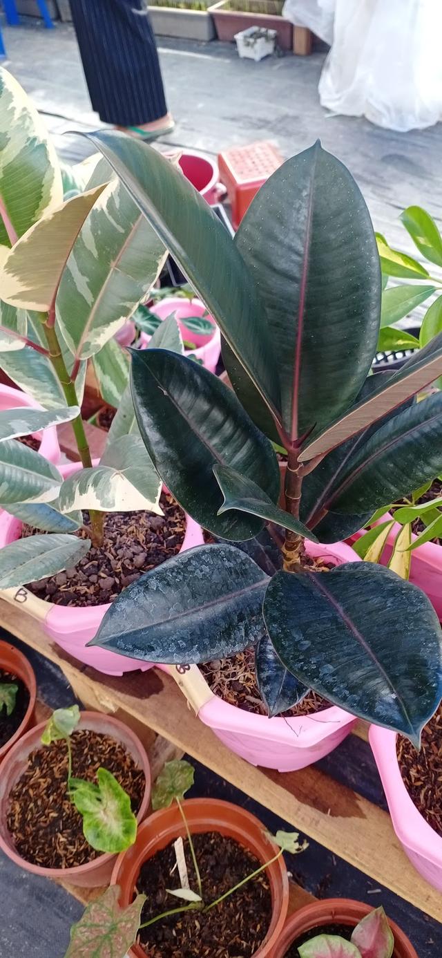 Photo of Keypahu Garden - Tuaran, Sabah, Malaysia
