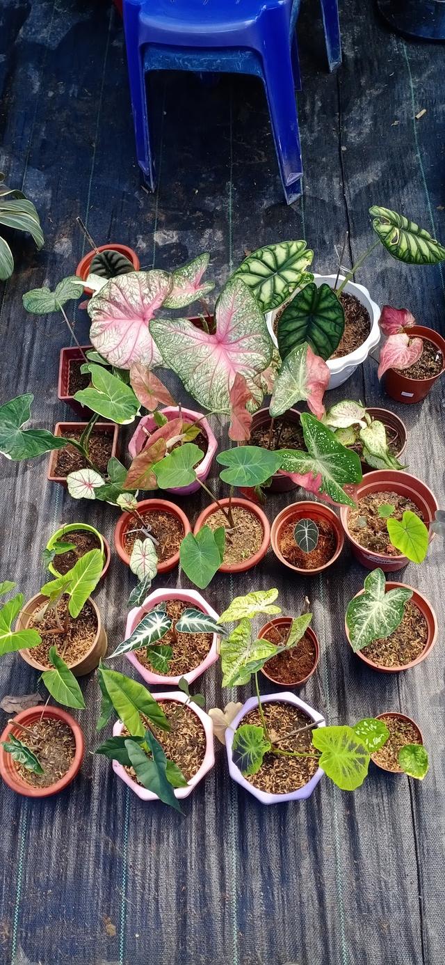 Photo of Keypahu Garden - Tuaran, Sabah, Malaysia