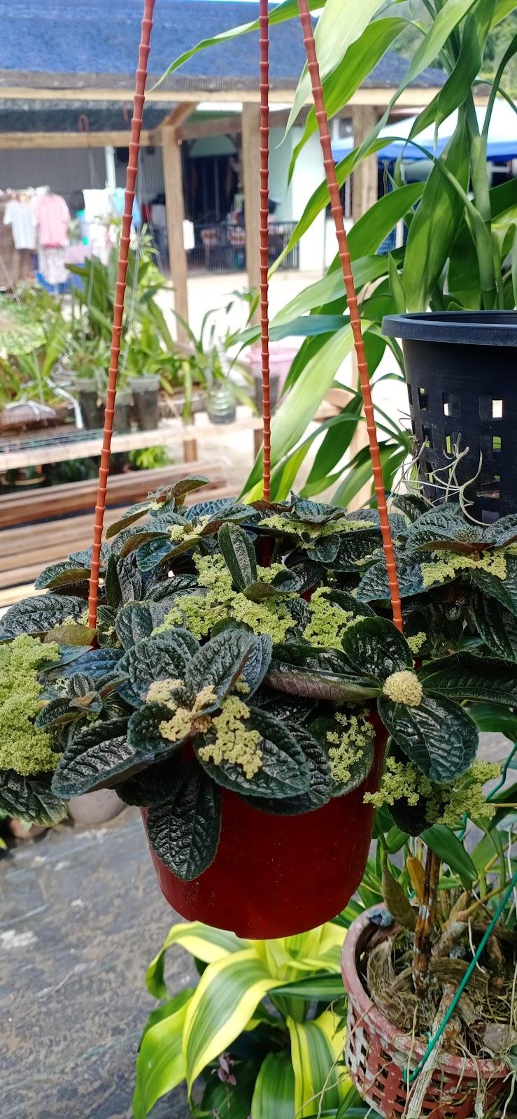 Photo of Keypahu Garden - Tuaran, Sabah, Malaysia