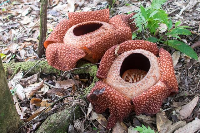 Photo of Adenna Rafflesia Garden, Poring, Sabah. - Kundasang, Sabah, Malaysia