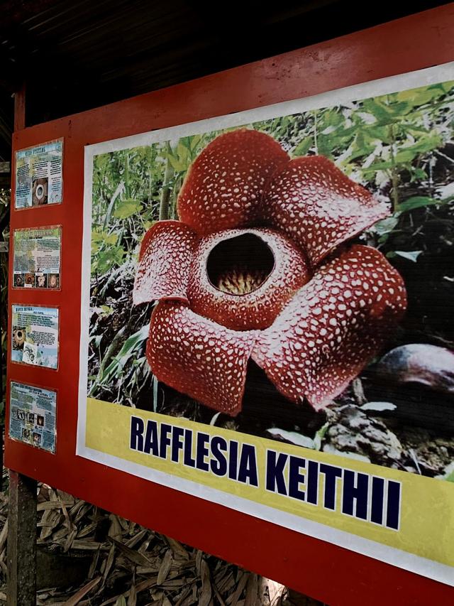 Photo of Adenna Rafflesia Garden, Poring, Sabah. - Kundasang, Sabah, Malaysia