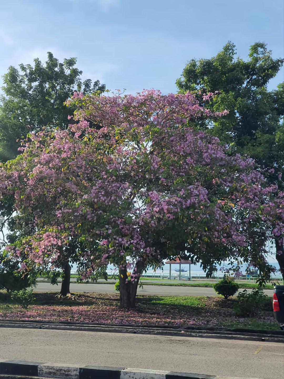 Photo of Family Care Clinic Kudat - Kudat, Sabah, Malaysia