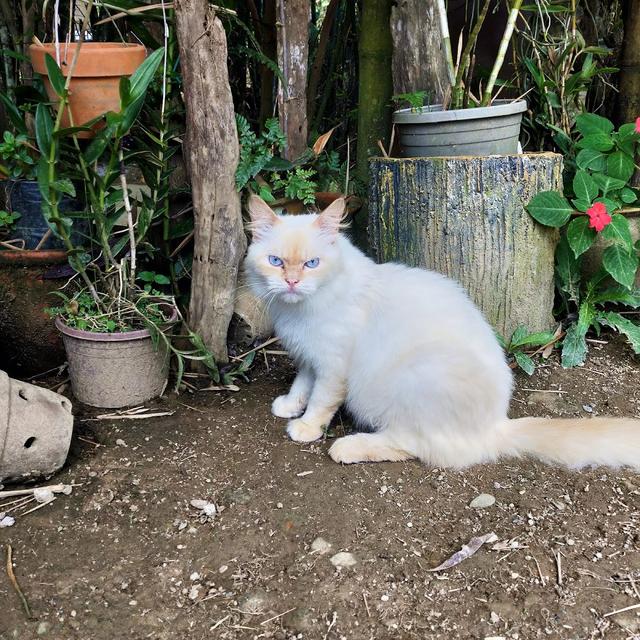 Photo of Cat Nature Park - Kundasang, Sabah, Malaysia