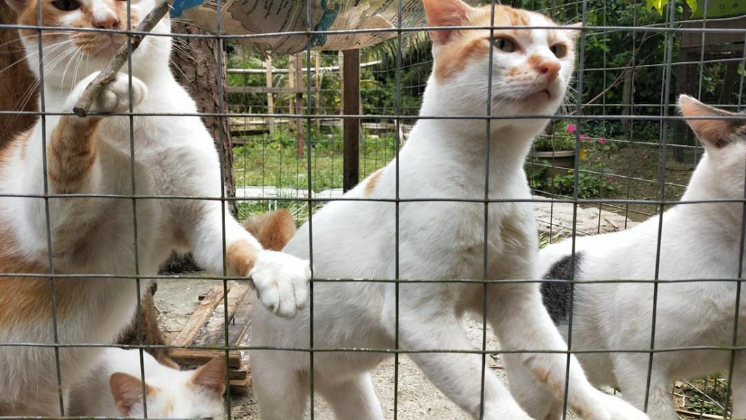 Photo of Cat Nature Park - Kundasang, Sabah, Malaysia
