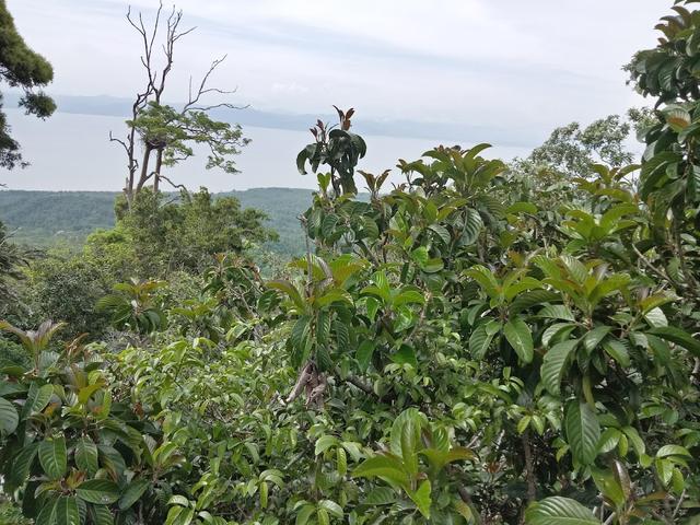 Photo of Burul Molohing - Kudat, Sabah, Malaysia