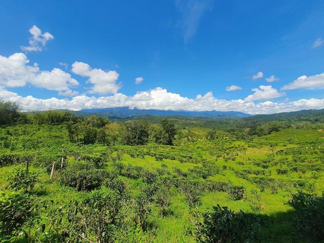 Photo of Ladang Tea Sabah, Ranau, Sabah. - Kundasang, Sabah, Malaysia