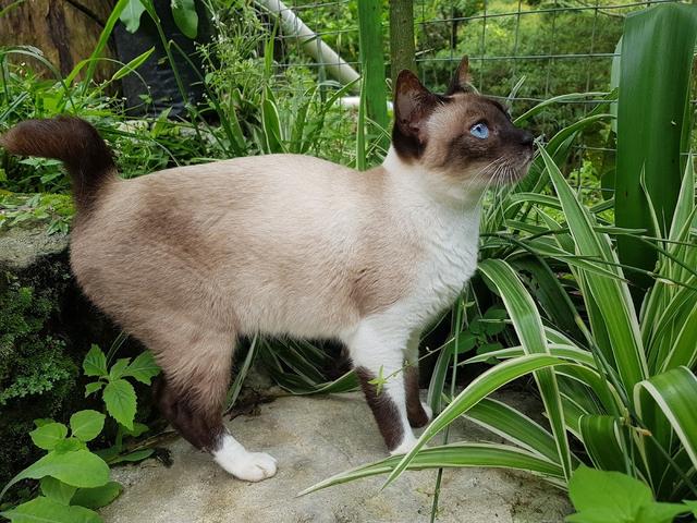 Photo of MESILAU CAT'S VILLAGE - Kundasang, Sabah, Malaysia