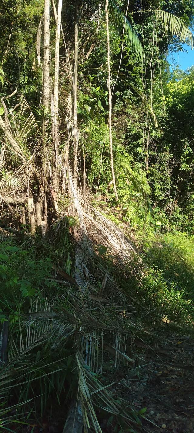 Photo of Gerai-gerai Trek Masuk Bukit Kinandukan - Papar, Sabah, Malaysia