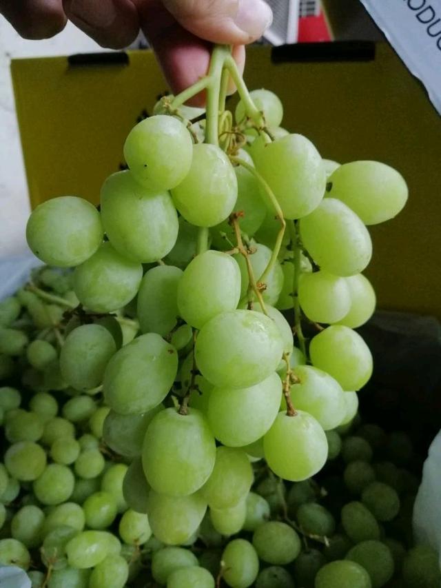 Photo of Go Go Fruitstall - Kota Kinabalu, Sabah, Malaysia