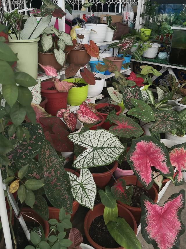Photo of Ryna Florist - Lahad Datu, Sabah, Malaysia