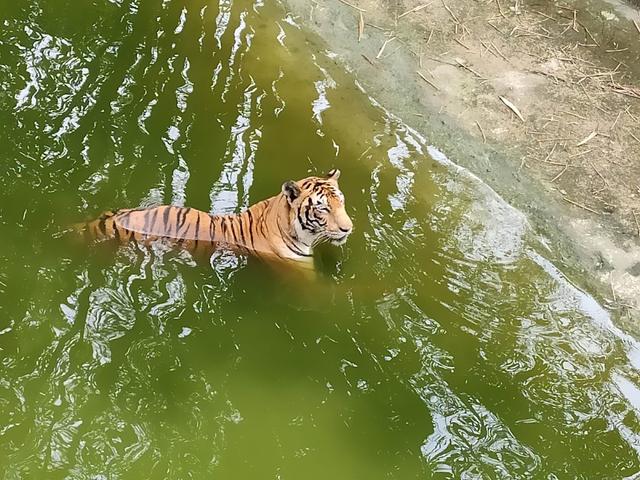 Photo of Lok Kawi Wildlife Park - Kota Kinabalu, Sabah, Malaysia