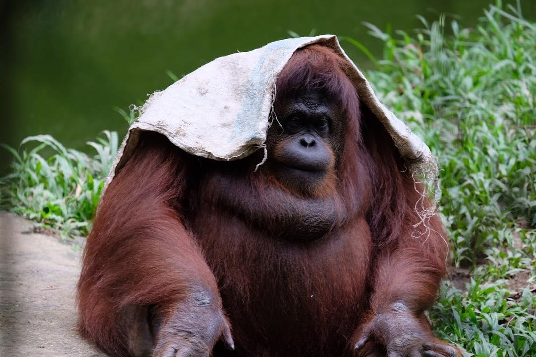 Photo of Lok Kawi Wildlife Park - Kota Kinabalu, Sabah, Malaysia