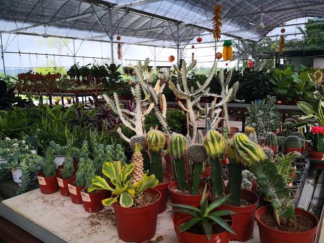 Photo of 88 BORNEO GARDEN - Lahad Datu, Sabah, Malaysia