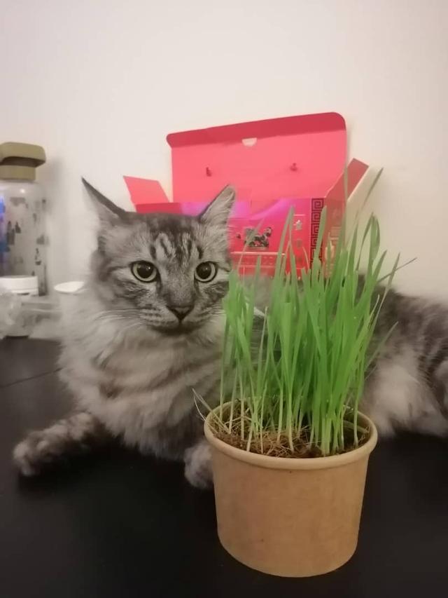 Photo of Embun Cat Grass - Petaling Jaya, Selangor, Malaysia