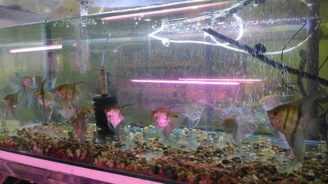 Photo of Funta World Aquatic &amp; Pets - Bayan Lepas, Penang, Malaysia