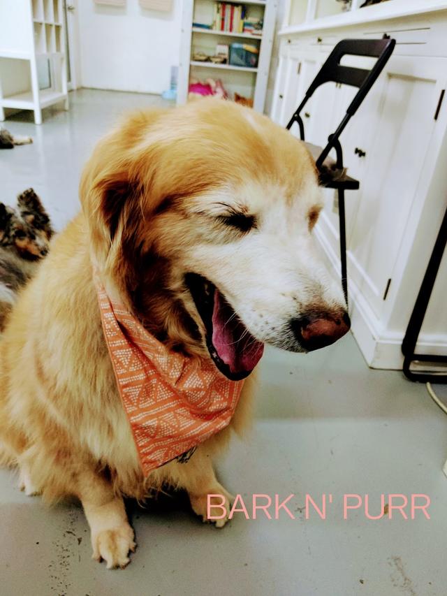 Photo of Bark N' Purr - Puchong, Selangor, Malaysia