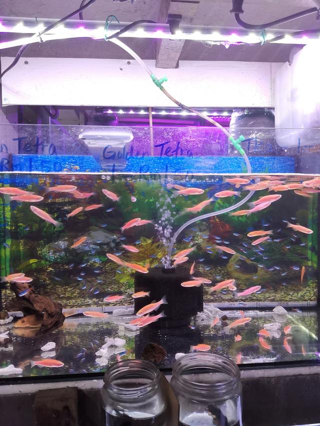 Photo of Greenwood Aquarium &amp; Petshop - Kuala Lumpur, Kuala lumpur, Malaysia