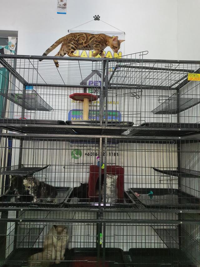 Photo of Kedai Kucing Puchong - Puchong, Selangor, Malaysia