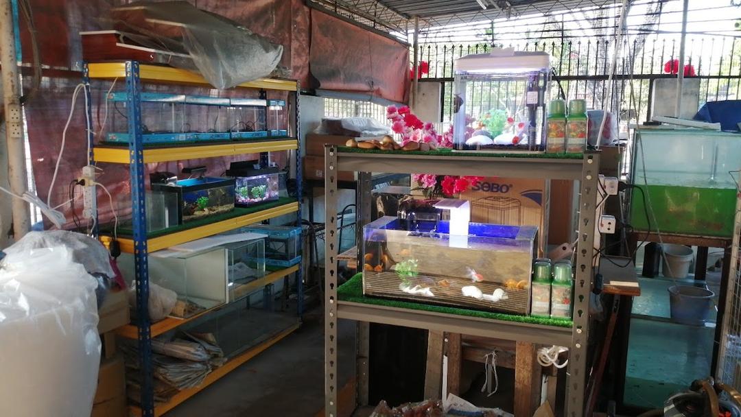 Photo of LYS Aquarium and Pets Supplies (南美园水族) - Bukit Mertajam, Penang, Malaysia