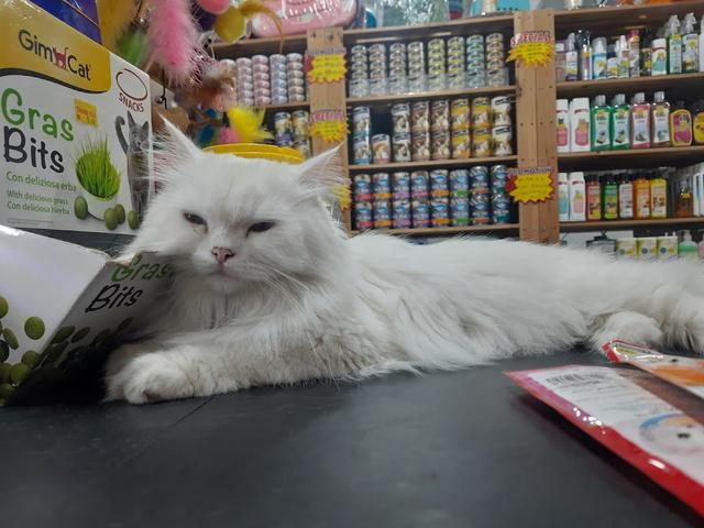 Photo of Mr Pet Store - Kuala Lumpur, Kuala lumpur, Malaysia