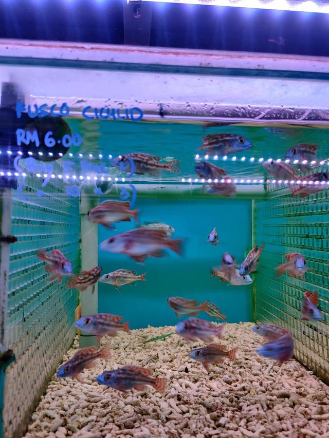 Photo of SA Fish World (Aquatic Shop Shah Alam) - Shah Alam, Selangor, Malaysia