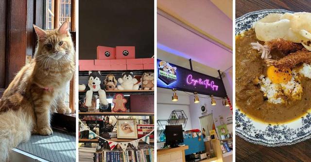 Pet Lover's Paradise: Discover Georgetown's Top Pet Cafés