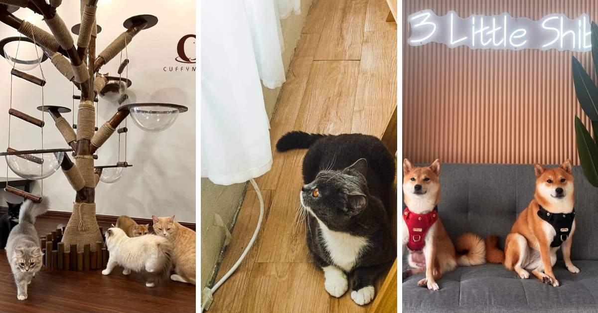 Adorable pet cafes in Kuala Lumpur 2023