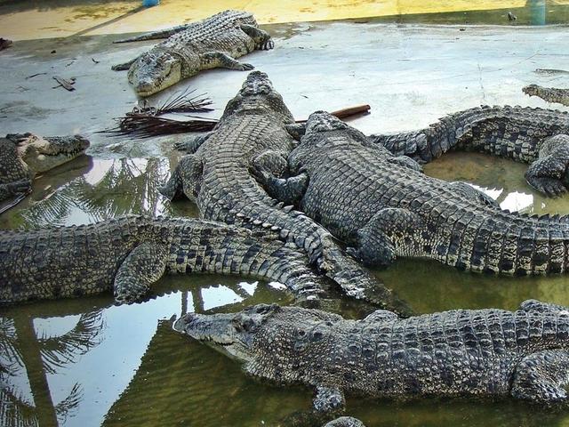 Photo of Crocodile World ￼鳄鱼世界 - Johor Bahru, Johor, Malaysia
