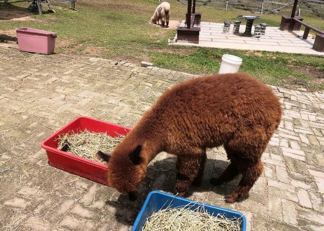 Photo of Alpaca Club - Kundasang, Sabah, Malaysia