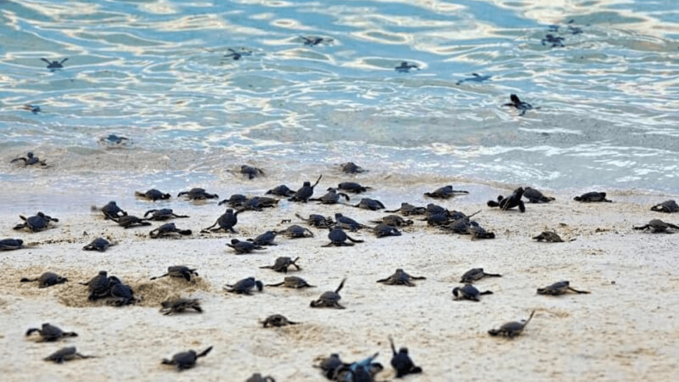 Your Ultimate 2D1N Escape: Experience the Magic of Selingan Turtle Island