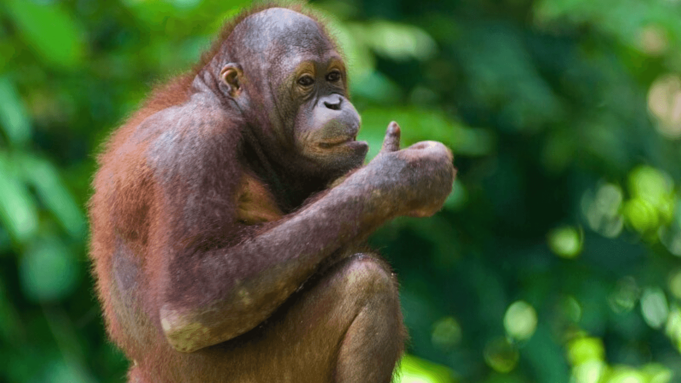 Discover the Wonders of Sandakan: An Unforgettable Journey at Bilit Rainforest Lodge