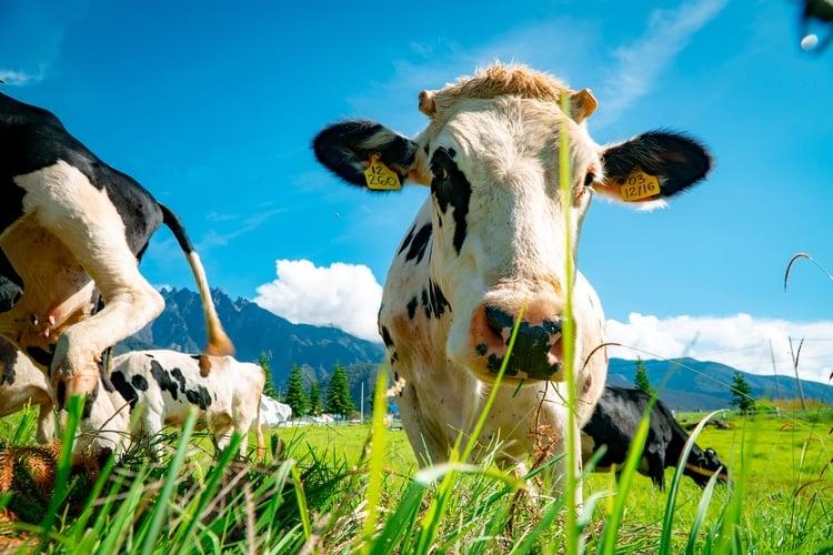 Background Blur Cover