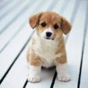 mypet