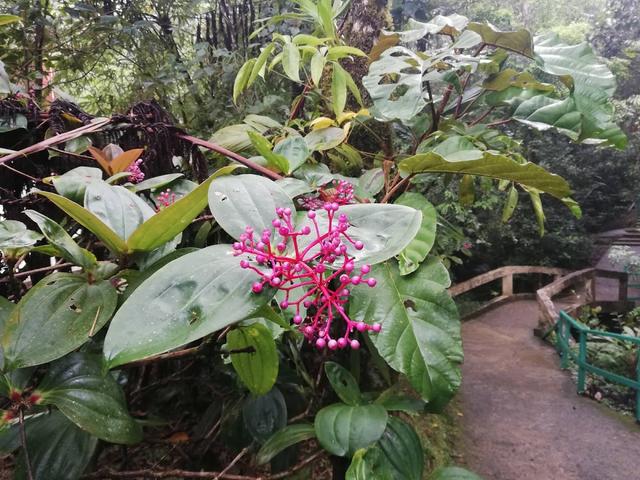 Photo of Taman Botani - Kundasang, Sabah, Malaysia
