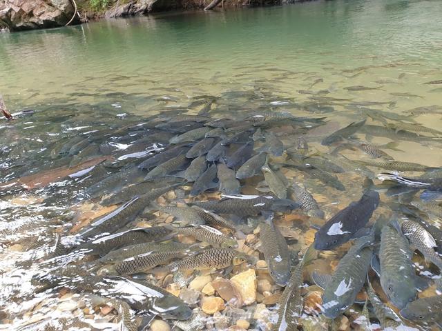 Photo of Sg. Moroli Fish Spa - Kundasang, Sabah, Malaysia