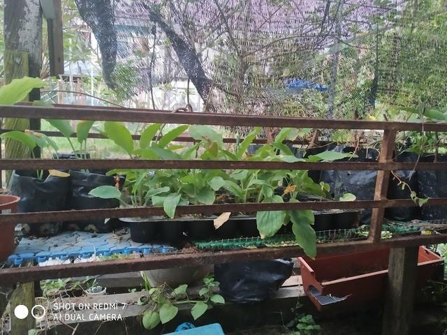 Photo of Kinarut Figs Garden - Papar, Sabah, Malaysia