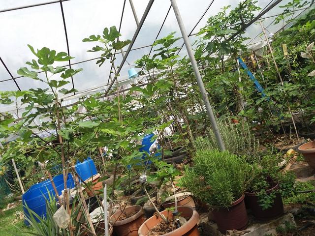 Photo of Kinarut Figs Garden - Papar, Sabah, Malaysia