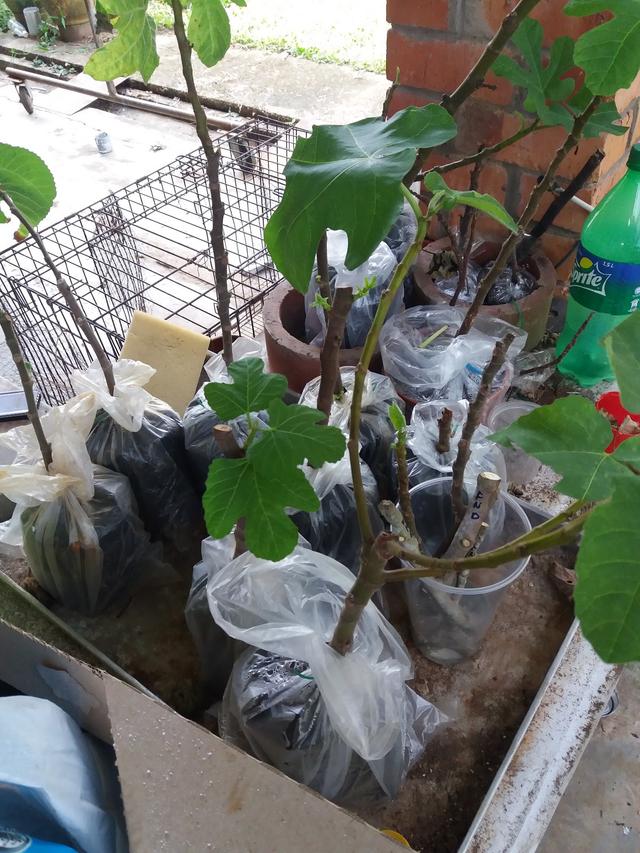 Photo of Kinarut Figs Garden - Papar, Sabah, Malaysia