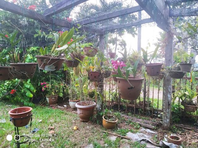 Photo of Kinarut Figs Garden - Papar, Sabah, Malaysia