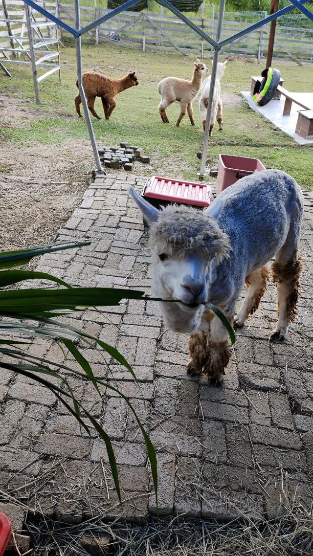 Photo of Alpaca Club - Kundasang, Sabah, Malaysia