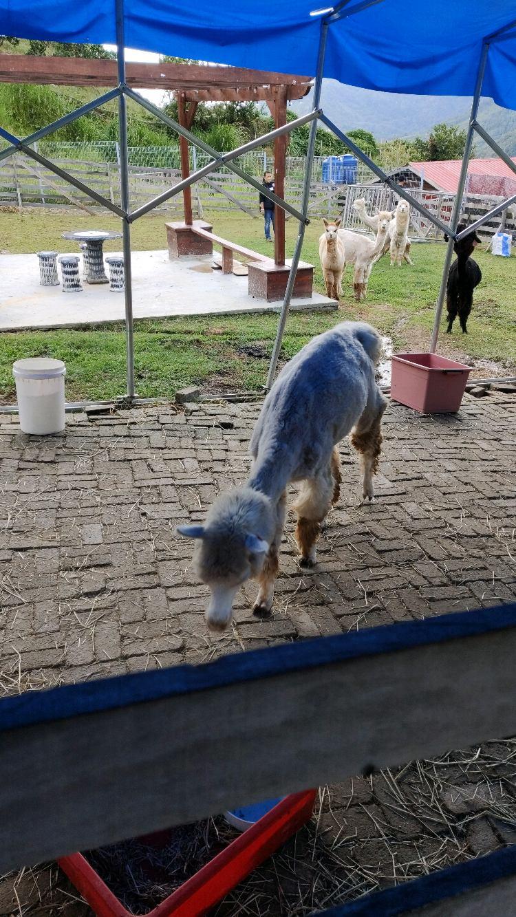 Photo of Alpaca Club - Kundasang, Sabah, Malaysia