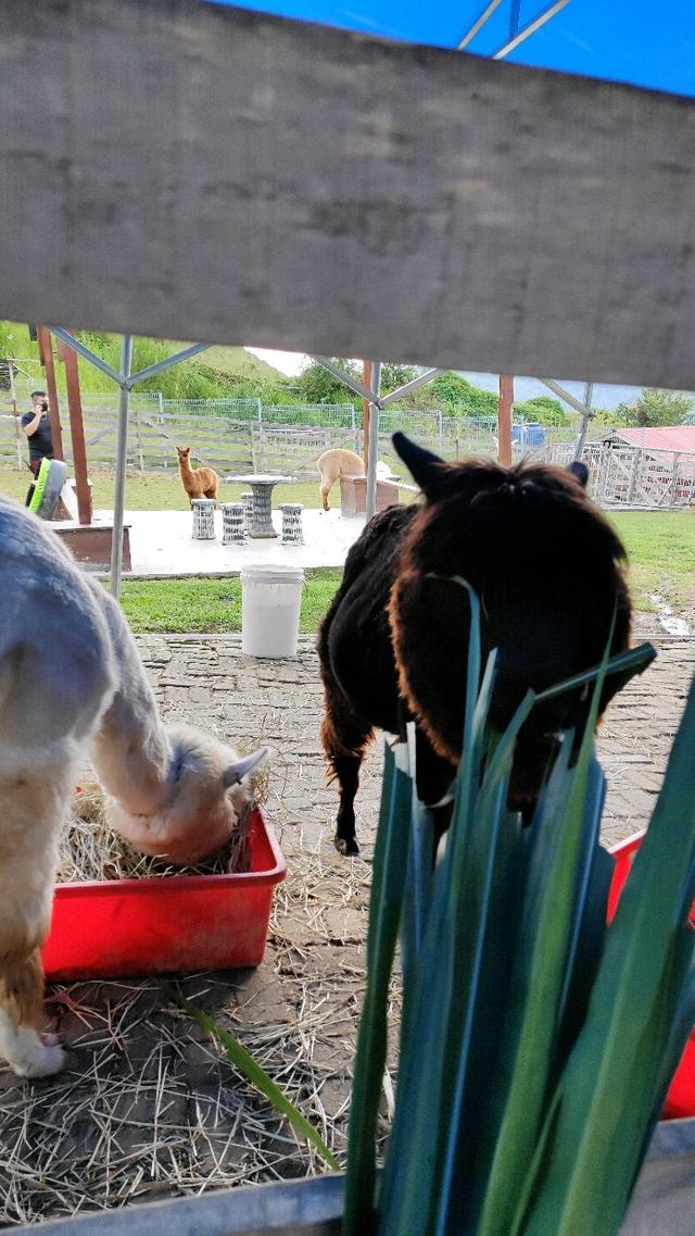 Photo of Alpaca Club - Kundasang, Sabah, Malaysia