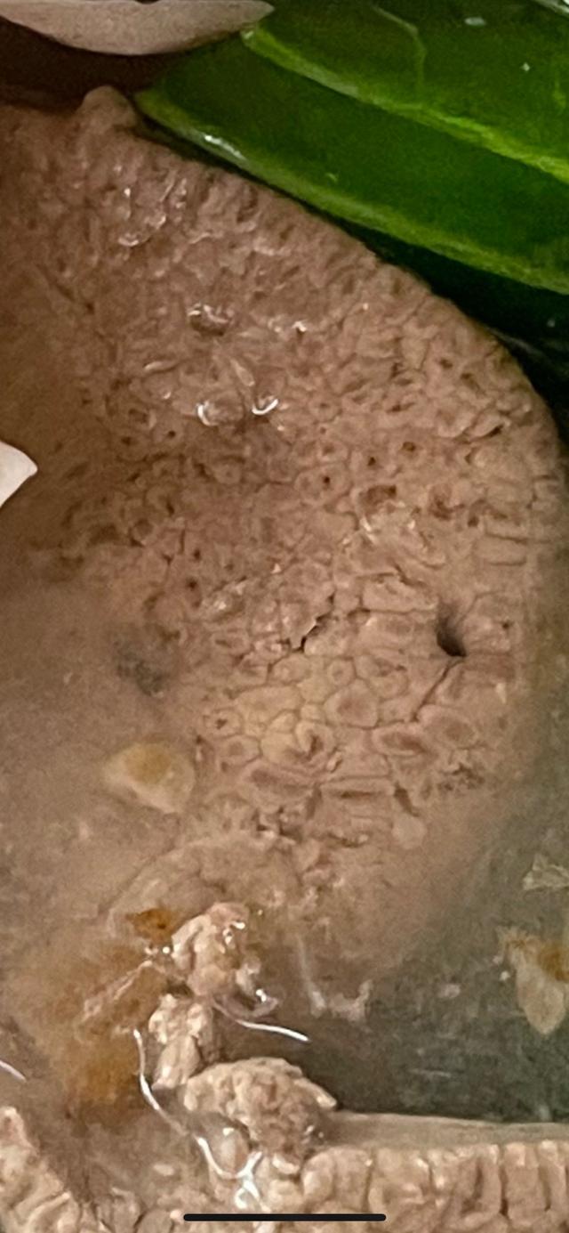 Photo of 金沙园生肉面 (Kedai Kopi Melanian) - Kota Kinabalu, Sabah, Malaysia