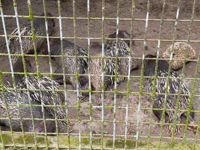 Photo of Lok Kawi Wildlife Park - Kota Kinabalu, Sabah, Malaysia