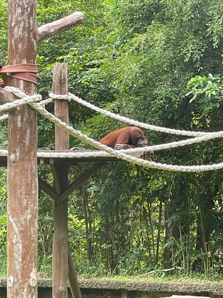 Photo of Lok Kawi Wildlife Park - Kota Kinabalu, Sabah, Malaysia