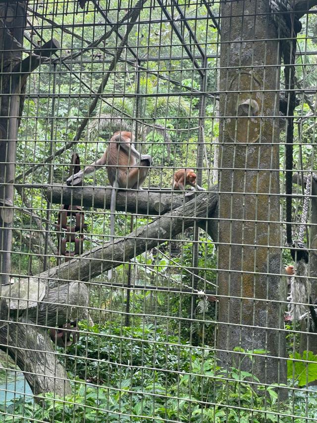 Photo of Lok Kawi Wildlife Park - Kota Kinabalu, Sabah, Malaysia