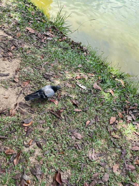 Photo of Bukit Padang - Kota Kinabalu, Sabah, Malaysia